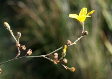 Fotografia da espécie Linum maritimum