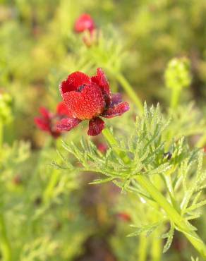 Fotografia 6 da espécie Adonis annua no Jardim Botânico UTAD