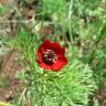 Fotografia 9 da espécie Adonis annua do Jardim Botânico UTAD