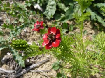 Fotografia da espécie Adonis annua