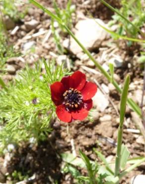 Fotografia 12 da espécie Adonis annua no Jardim Botânico UTAD