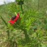 Fotografia 13 da espécie Adonis annua do Jardim Botânico UTAD