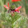 Fotografia 14 da espécie Adonis annua do Jardim Botânico UTAD