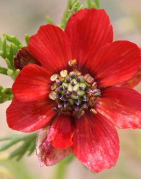 Fotografia 15 da espécie Adonis annua no Jardim Botânico UTAD