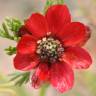 Fotografia 15 da espécie Adonis annua do Jardim Botânico UTAD