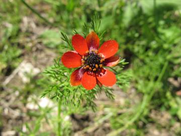 Fotografia da espécie Adonis annua