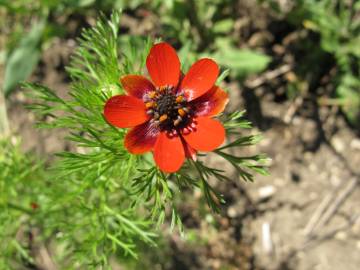 Fotografia da espécie Adonis annua