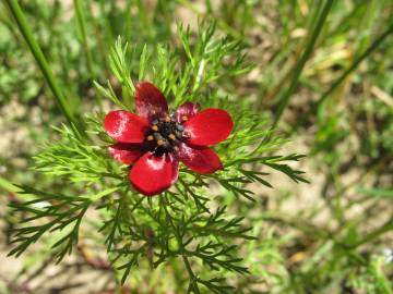 Fotografia da espécie Adonis annua