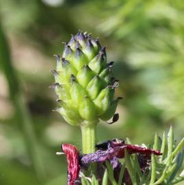 Fotografia da espécie Adonis annua