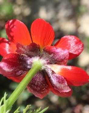 Fotografia 30 da espécie Adonis annua no Jardim Botânico UTAD