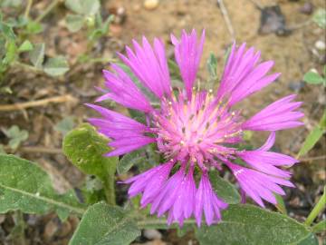 Fotografia da espécie Centaurea pullata