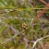 Fotografia 12 da espécie Carex echinata do Jardim Botânico UTAD