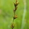 Fotografia 13 da espécie Carex echinata do Jardim Botânico UTAD