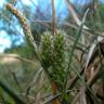 Fotografia 14 da espécie Carex extensa do Jardim Botânico UTAD