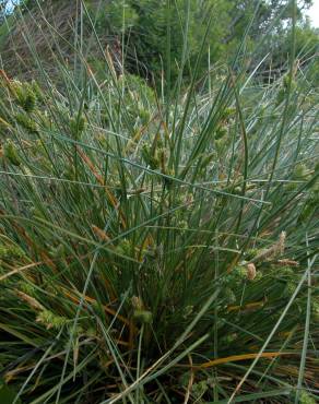 Fotografia 16 da espécie Carex extensa no Jardim Botânico UTAD