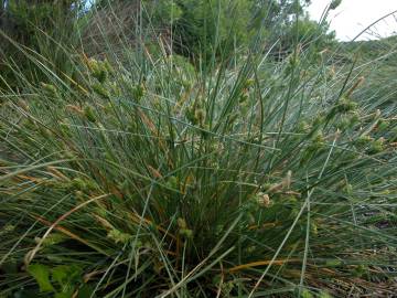 Fotografia da espécie Carex extensa