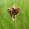 Fotografia 8 da espécie Carex ovalis do Jardim Botânico UTAD