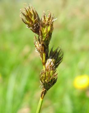 Fotografia 9 da espécie Carex ovalis no Jardim Botânico UTAD