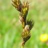 Fotografia 9 da espécie Carex ovalis do Jardim Botânico UTAD