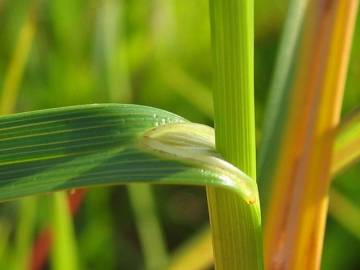 Fotografia da espécie Carex ovalis