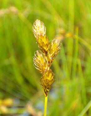 Fotografia 11 da espécie Carex ovalis no Jardim Botânico UTAD