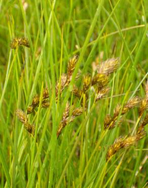 Fotografia 12 da espécie Carex ovalis no Jardim Botânico UTAD