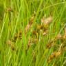 Fotografia 12 da espécie Carex ovalis do Jardim Botânico UTAD