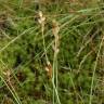 Fotografia 14 da espécie Carex ovalis do Jardim Botânico UTAD