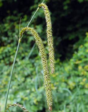 Fotografia 13 da espécie Carex pendula no Jardim Botânico UTAD