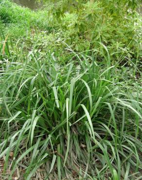 Fotografia 14 da espécie Carex pendula no Jardim Botânico UTAD