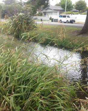 Fotografia 16 da espécie Carex pendula no Jardim Botânico UTAD