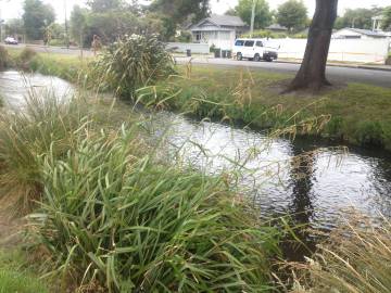 Fotografia da espécie Carex pendula