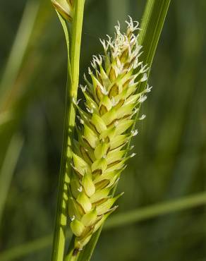 Fotografia 9 da espécie Carex vesicaria no Jardim Botânico UTAD