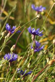 Fotografia da espécie Centaurea cyanus