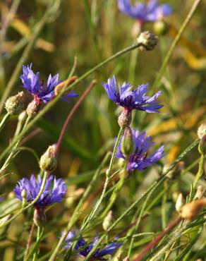 Fotografia 16 da espécie Centaurea cyanus no Jardim Botânico UTAD