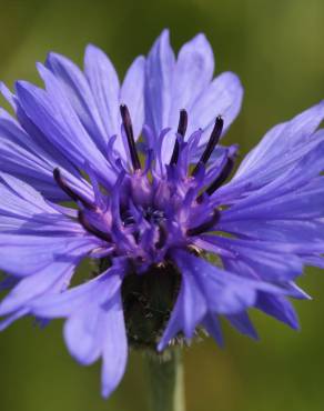 Fotografia 19 da espécie Centaurea cyanus no Jardim Botânico UTAD