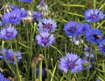 Fotografia da espécie Centaurea cyanus