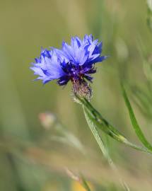 Fotografia da espécie Centaurea cyanus