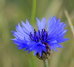 Fotografia da espécie Centaurea cyanus