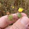 Fotografia 13 da espécie Centaurea melitensis do Jardim Botânico UTAD