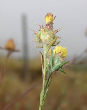 Fotografia 14 da espécie Centaurea melitensis no Jardim Botânico UTAD