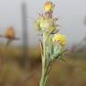 Fotografia 14 da espécie Centaurea melitensis do Jardim Botânico UTAD