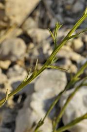 Fotografia da espécie Centaurea melitensis