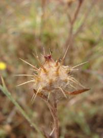 Fotografia da espécie Centaurea melitensis