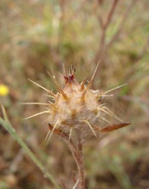 Fotografia 16 da espécie Centaurea melitensis no Jardim Botânico UTAD