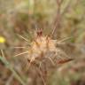 Fotografia 16 da espécie Centaurea melitensis do Jardim Botânico UTAD