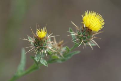 Fotografia da espécie Centaurea melitensis