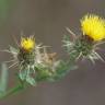 Fotografia 18 da espécie Centaurea melitensis do Jardim Botânico UTAD