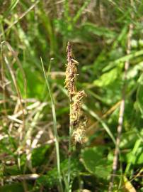 Fotografia da espécie Carex trinervis