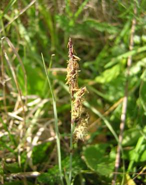 Fotografia 6 da espécie Carex trinervis no Jardim Botânico UTAD